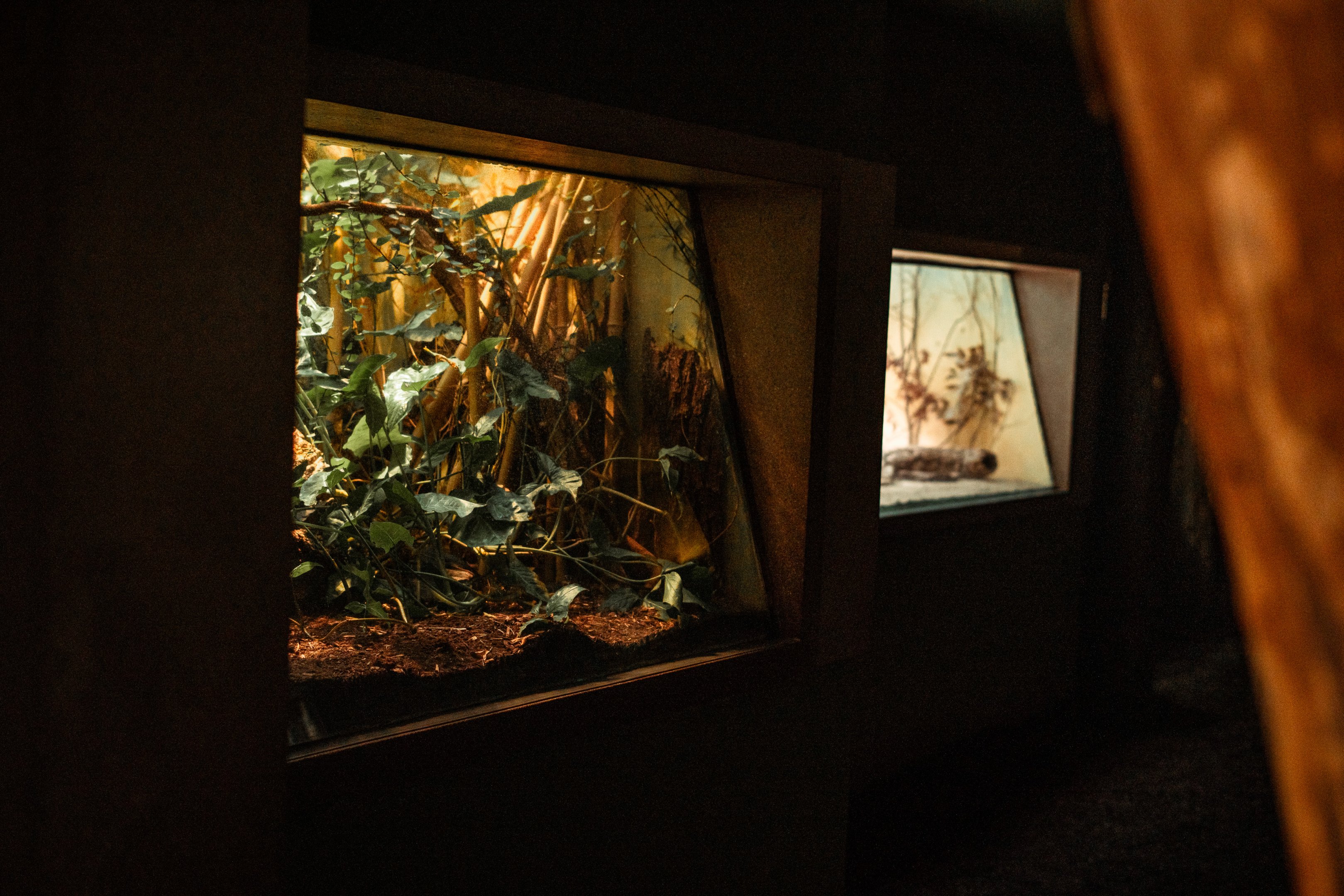 Terrariums in the monkey house