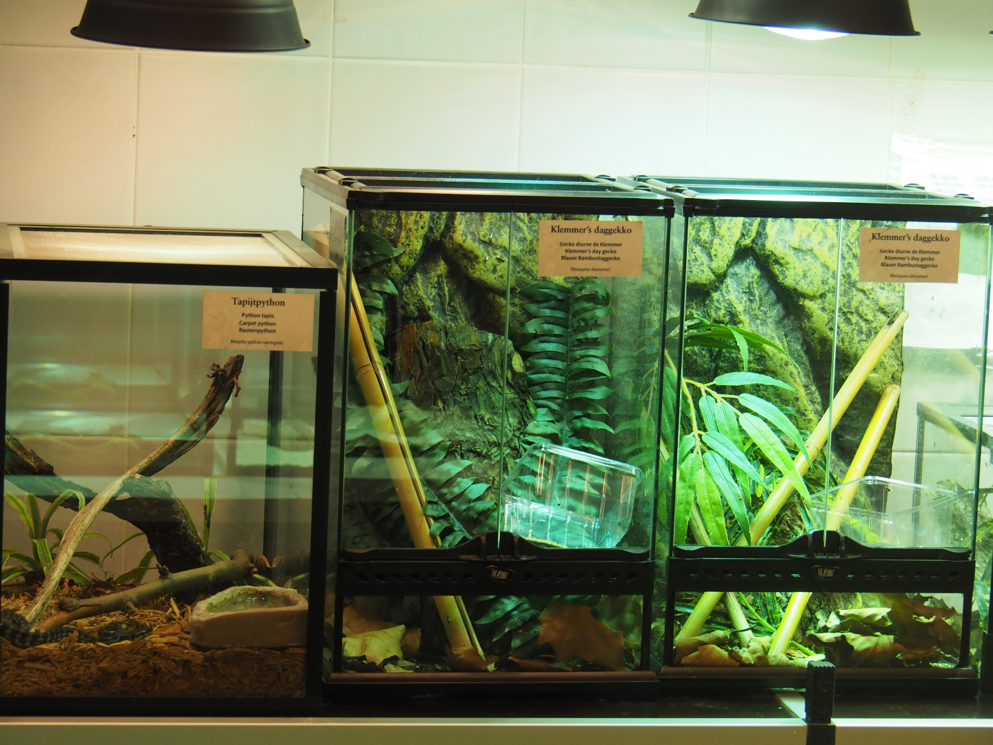 Terrariums in the Reptile house nursery/breeding room, 2020-06-28