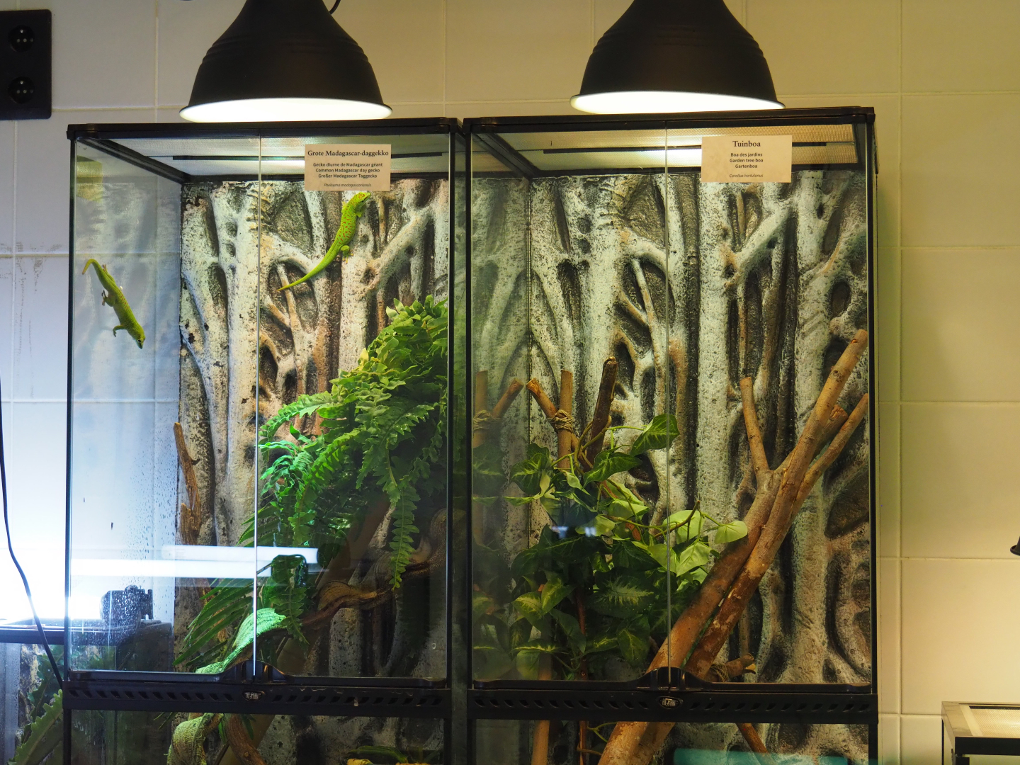 Terrariums in the Reptile house nursery/breeding room, 2020-06-28