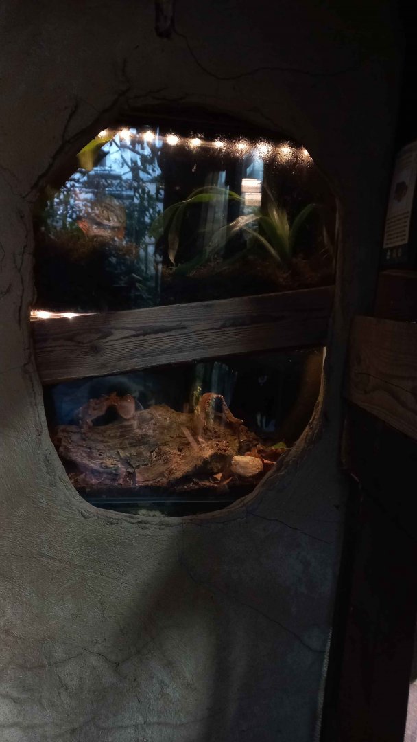 Terrariums in the tropical house