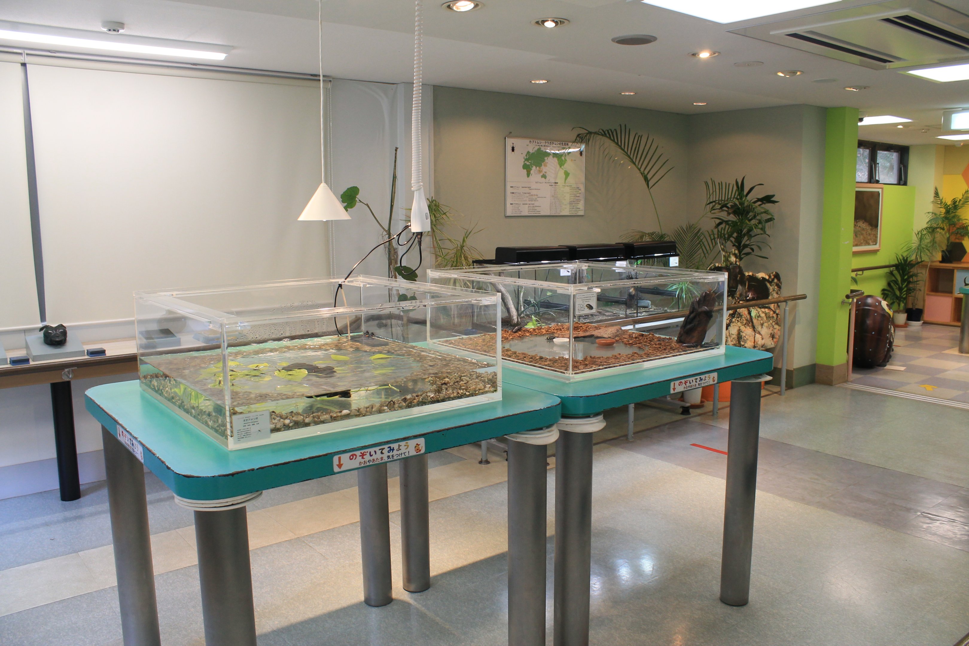 terrariums - Minoh Park Insect Museum (Osaka)