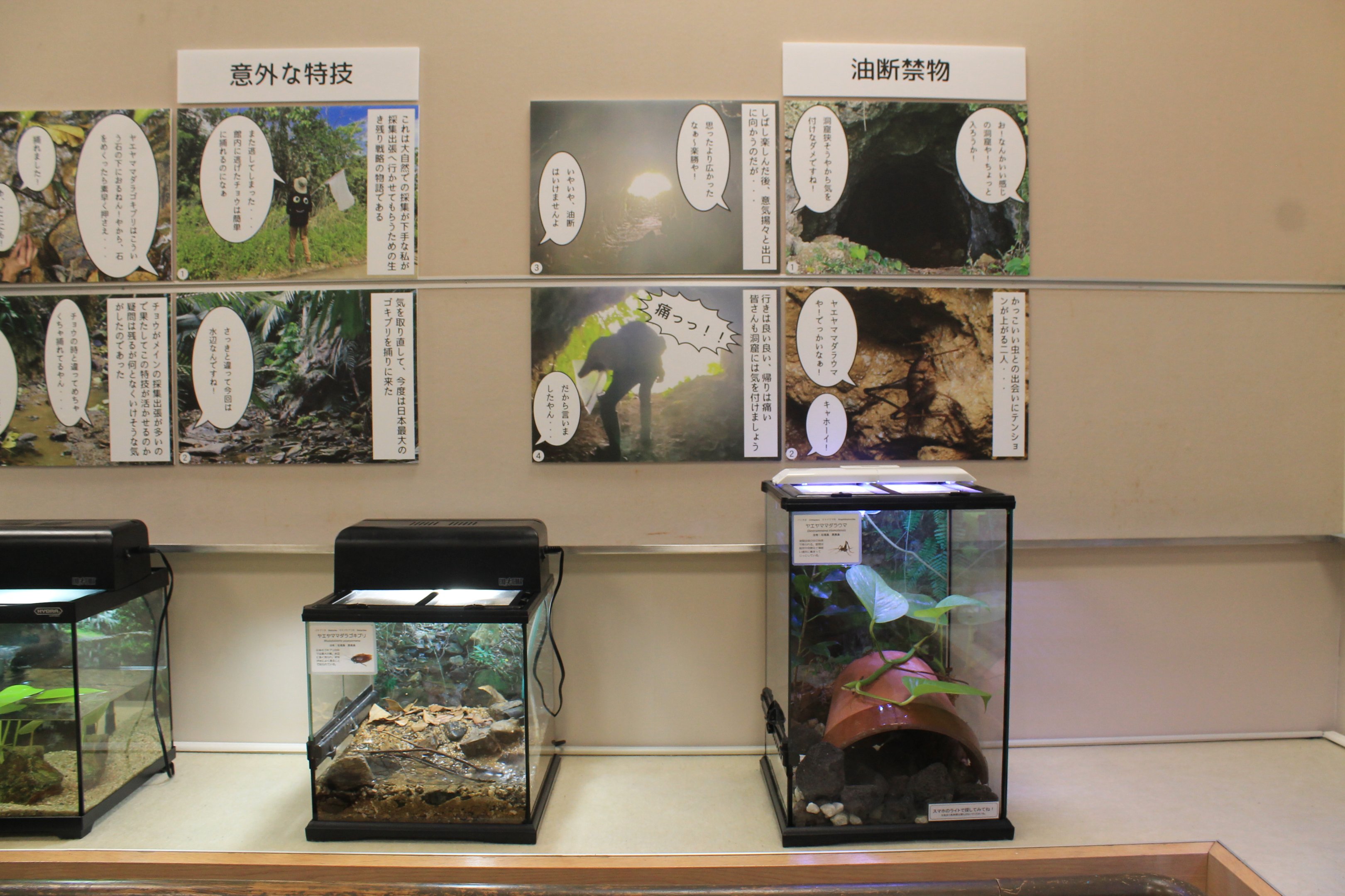 terrariums - Minoh Park Insect Museum (Osaka)