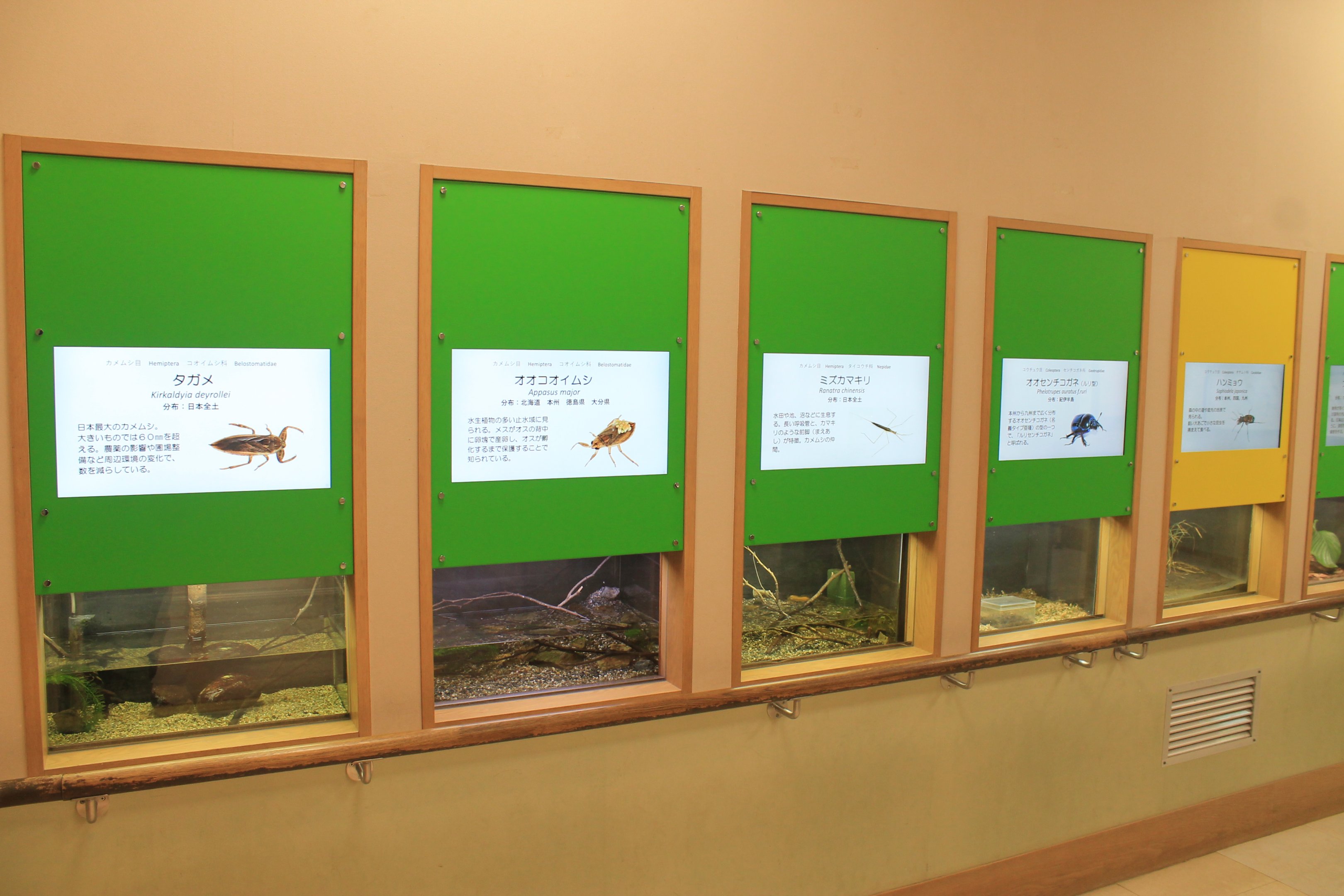 terrariums - Minoh Park Insect Museum (Osaka)