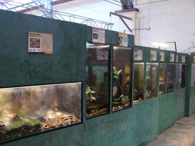 Terrariums of amphibians