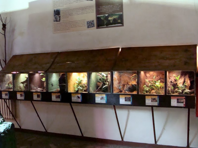 Terrariums of arachnids