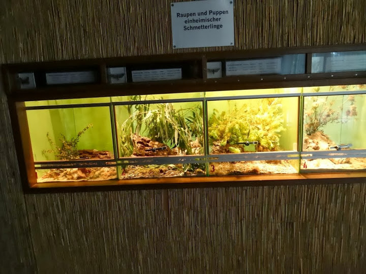 Terrariums of Caterpillars