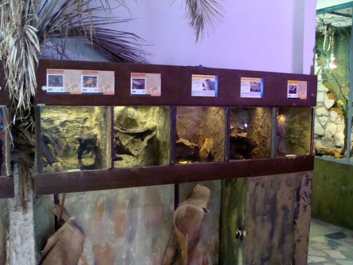 Terrariums of insects