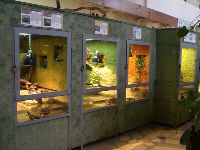 Terrariums of turtle