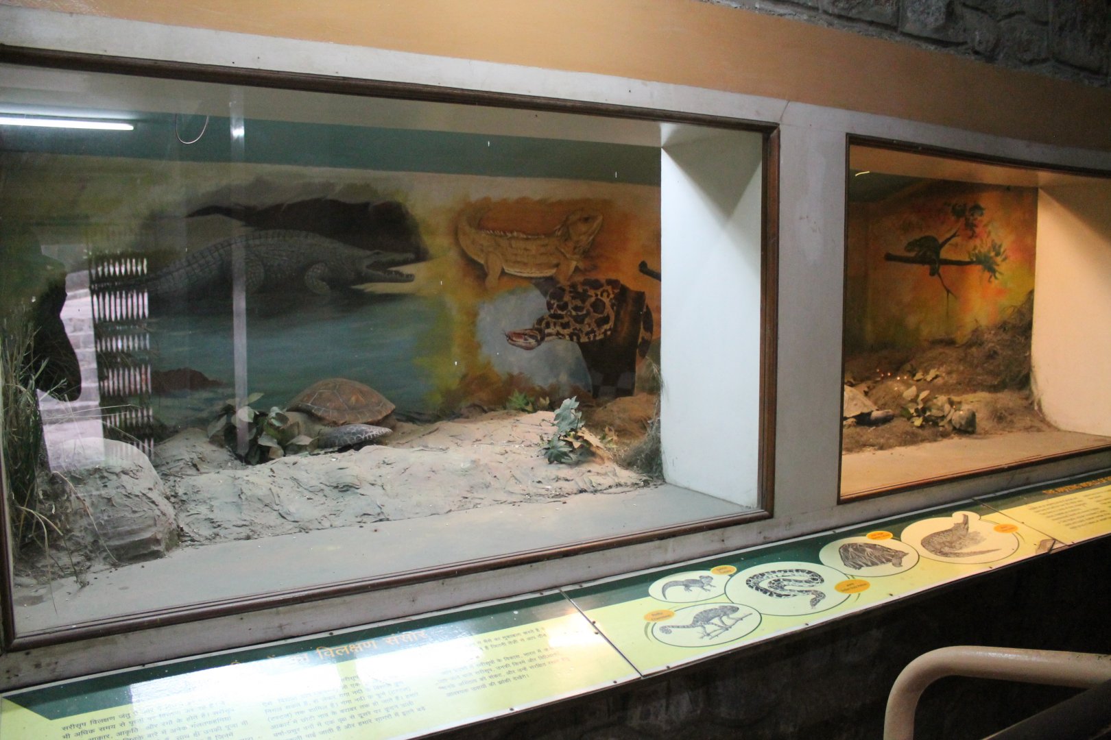 terrariums with reptile models