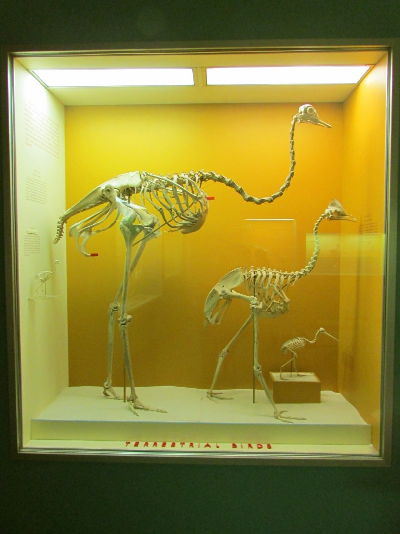 Terrestrial Bird Skeletons