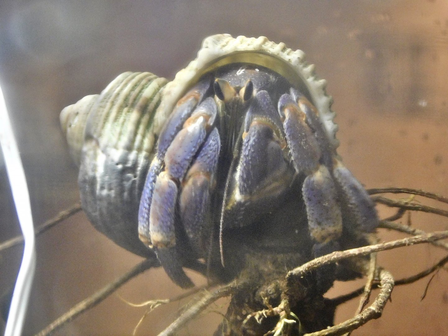 Terrestrial Hermit Crab (Coenobita cavipes) - Itabashi Botanical Garden September 27, 2025