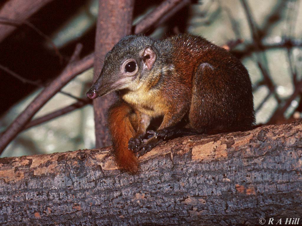 Terrestrial tree shrew (old photo)
