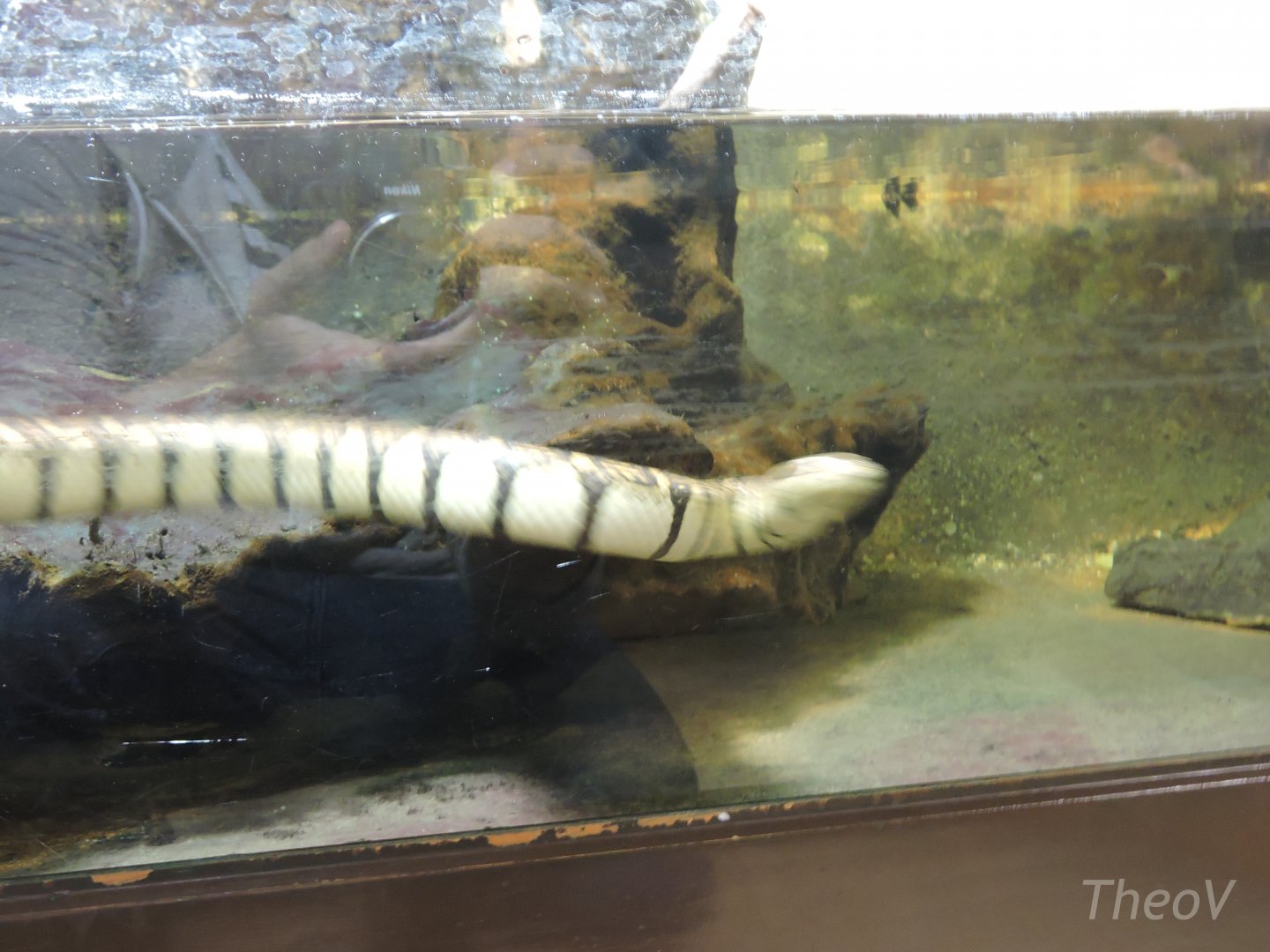 Terrible picture of a Bocourt's water snake [2015]