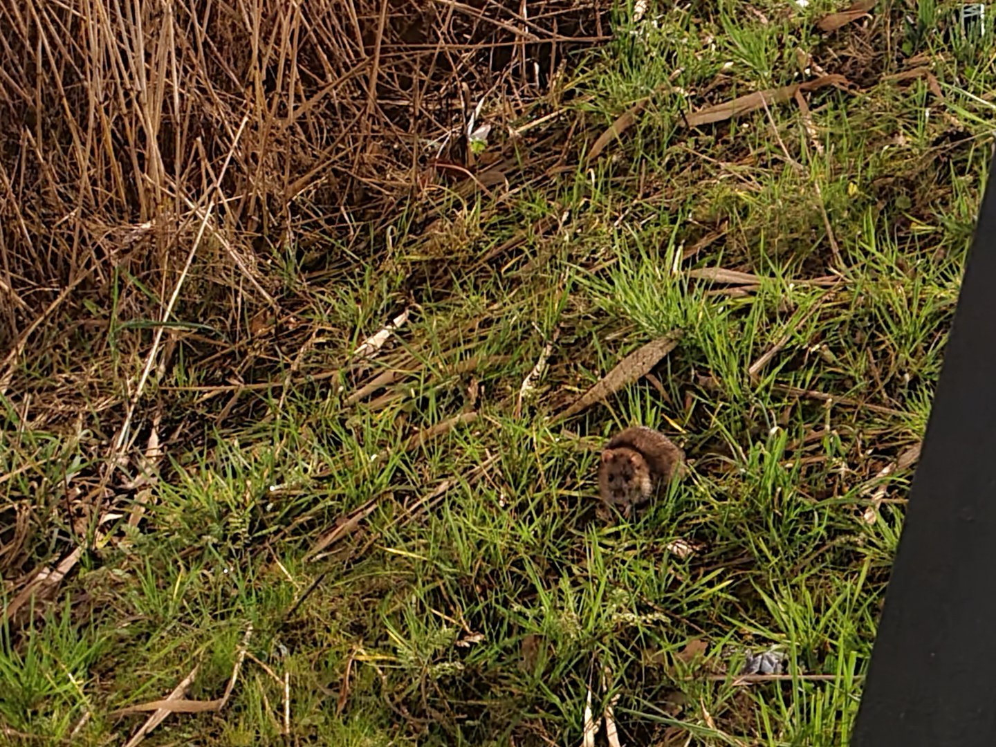 Terrible picture of a brown rat