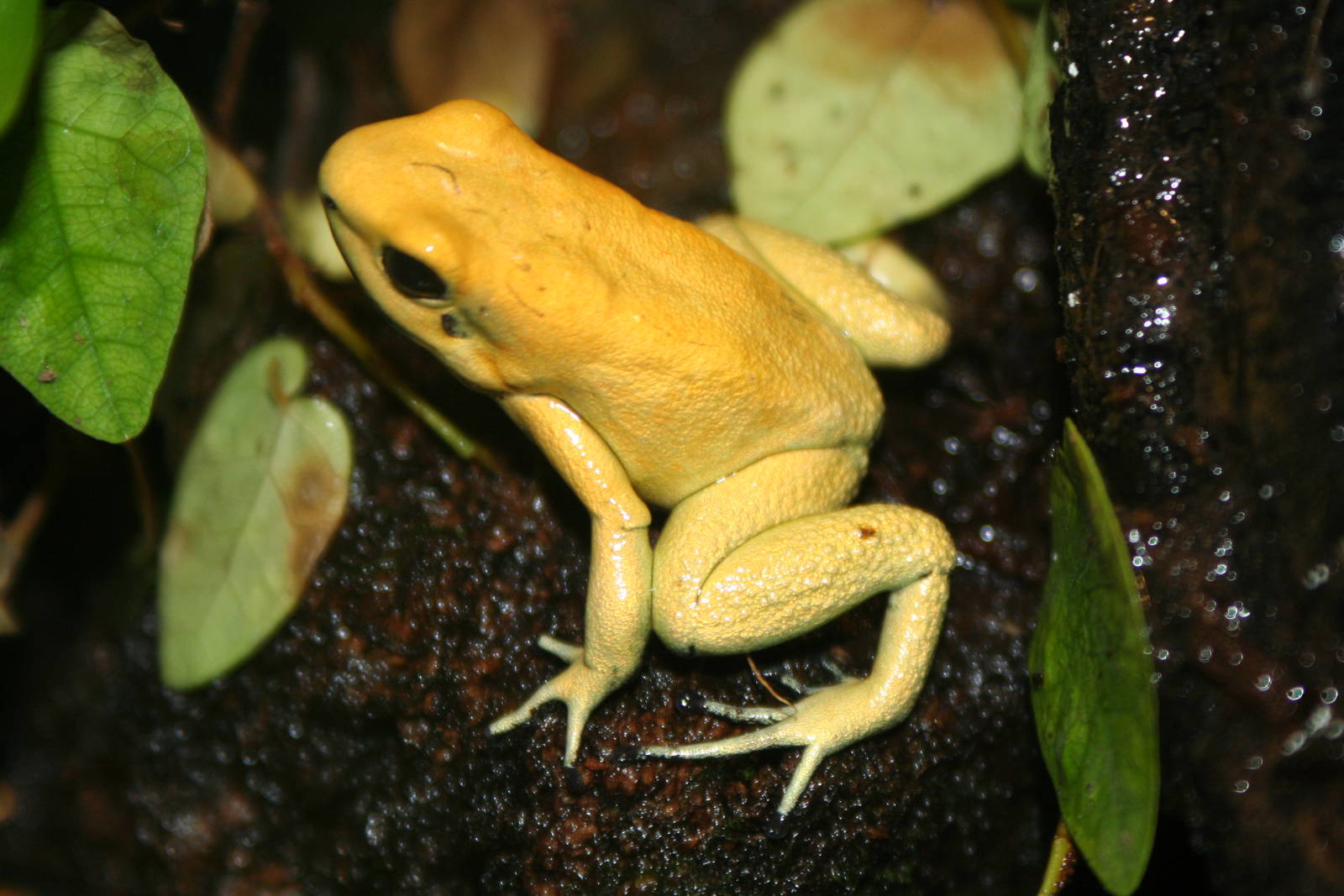 Terrible Poison-Dart Frog, Manchester Museum; 21.09.2010