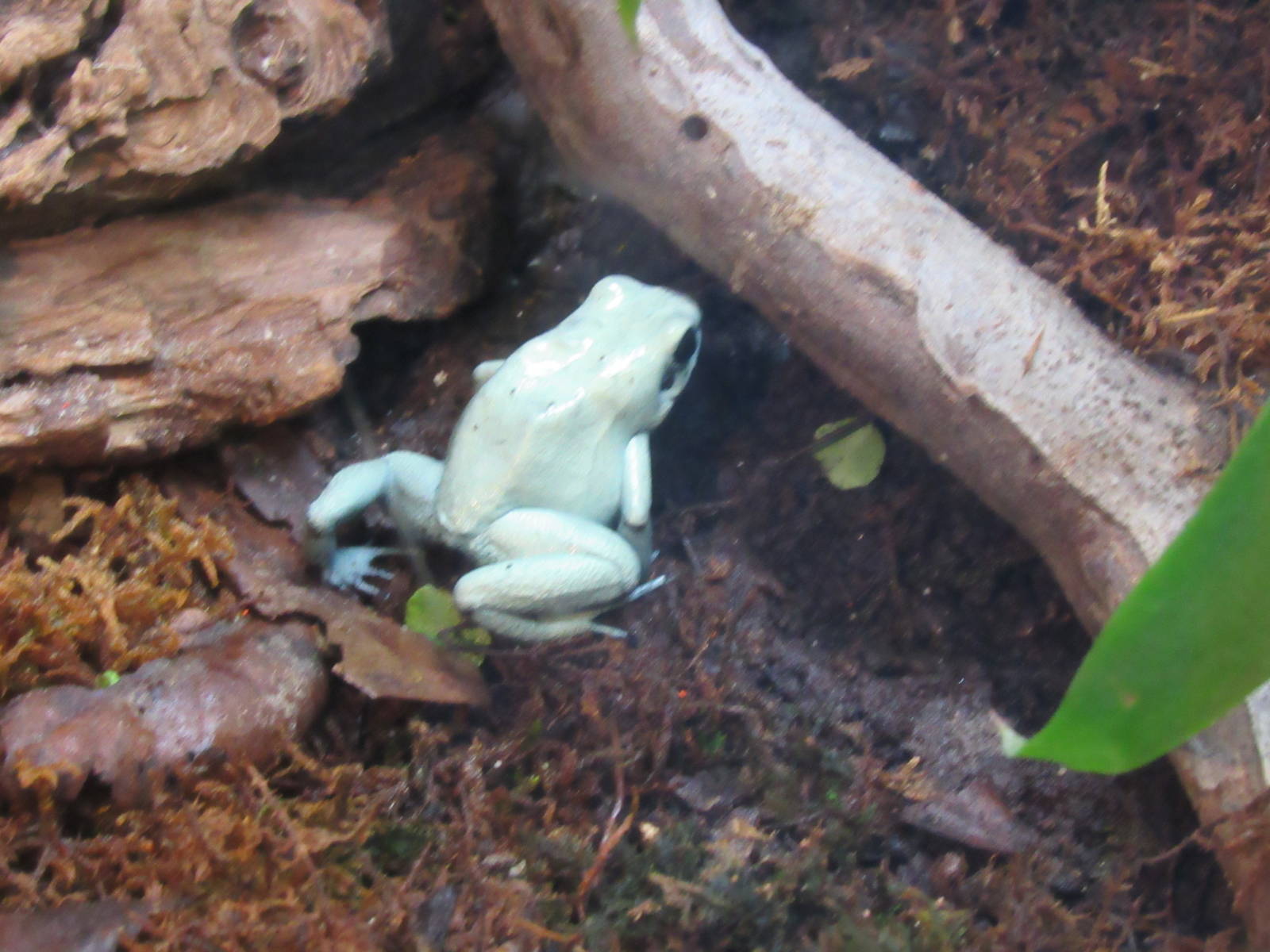 Terrible Poison  frog