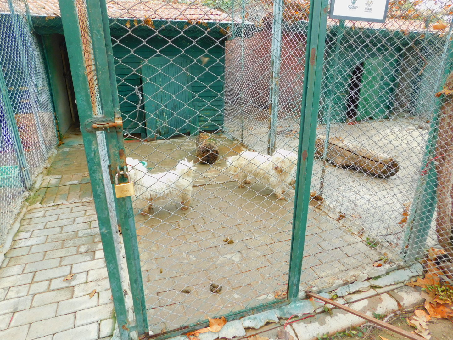 "Terriers" at Karatay Zoo