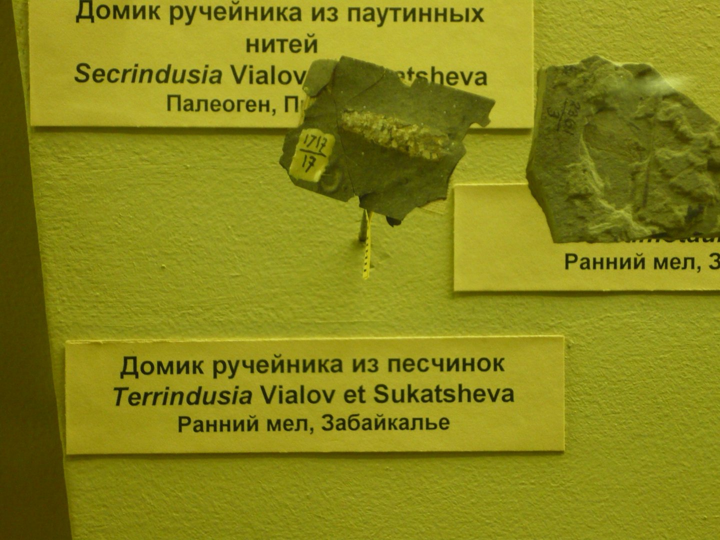 Terrindusia larval case (fossil caddisfly)