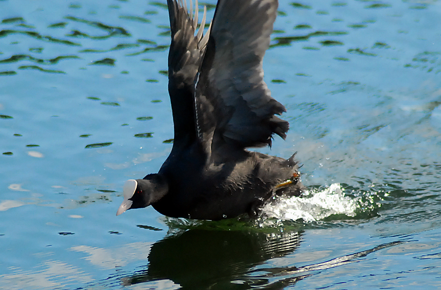 territorial coot