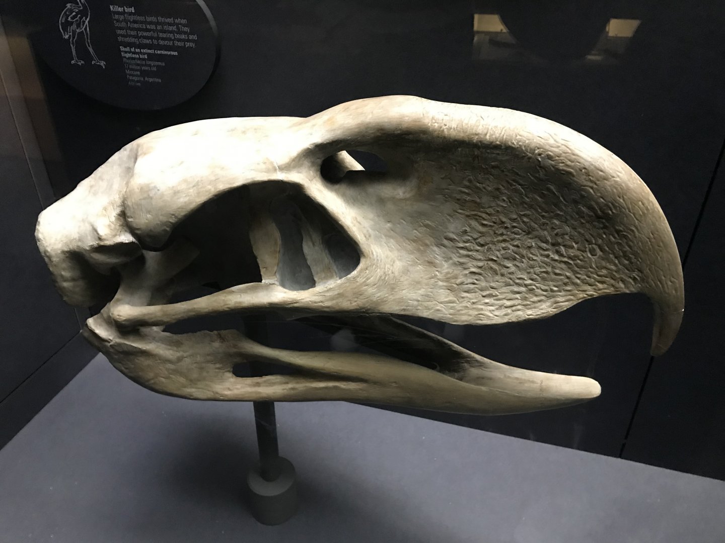 Terror bird skull