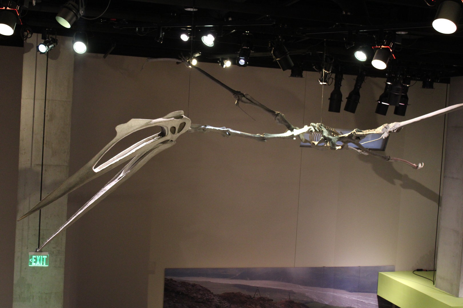 Terror From the Skies! (Quetzalcoatus northropi)