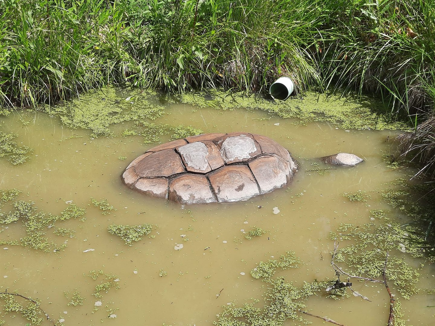 Terry the Aldabra Tortoise