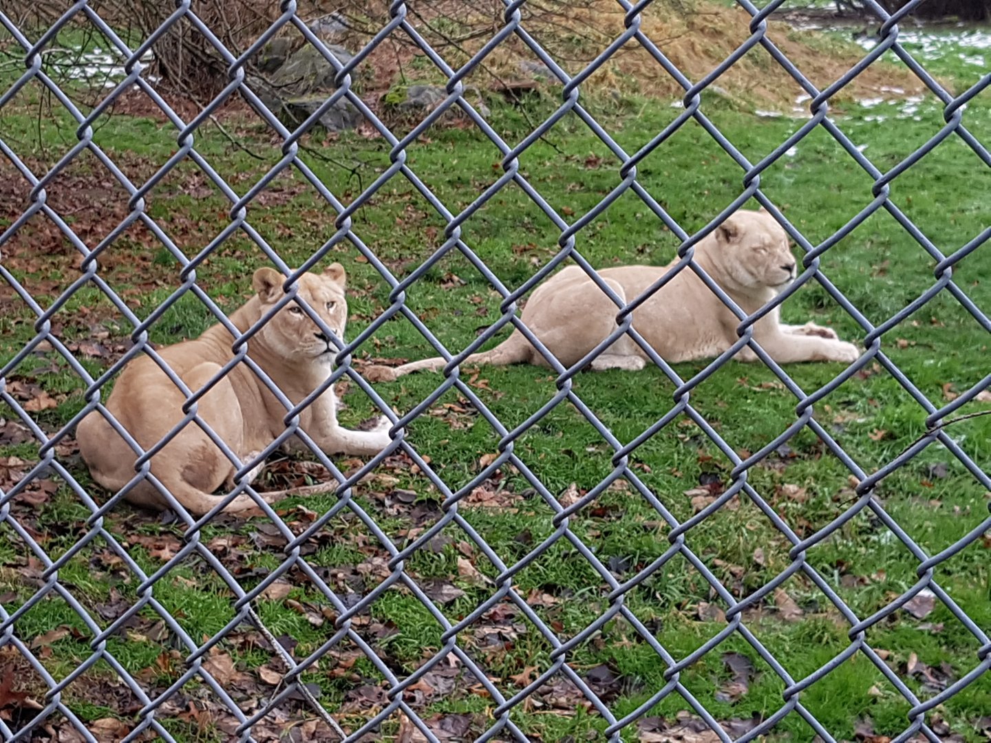 Tess & Prim (White Lionesses)