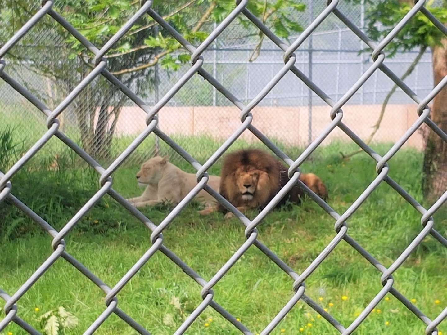 Tess (White Lioness) & Boomer (African Lion)