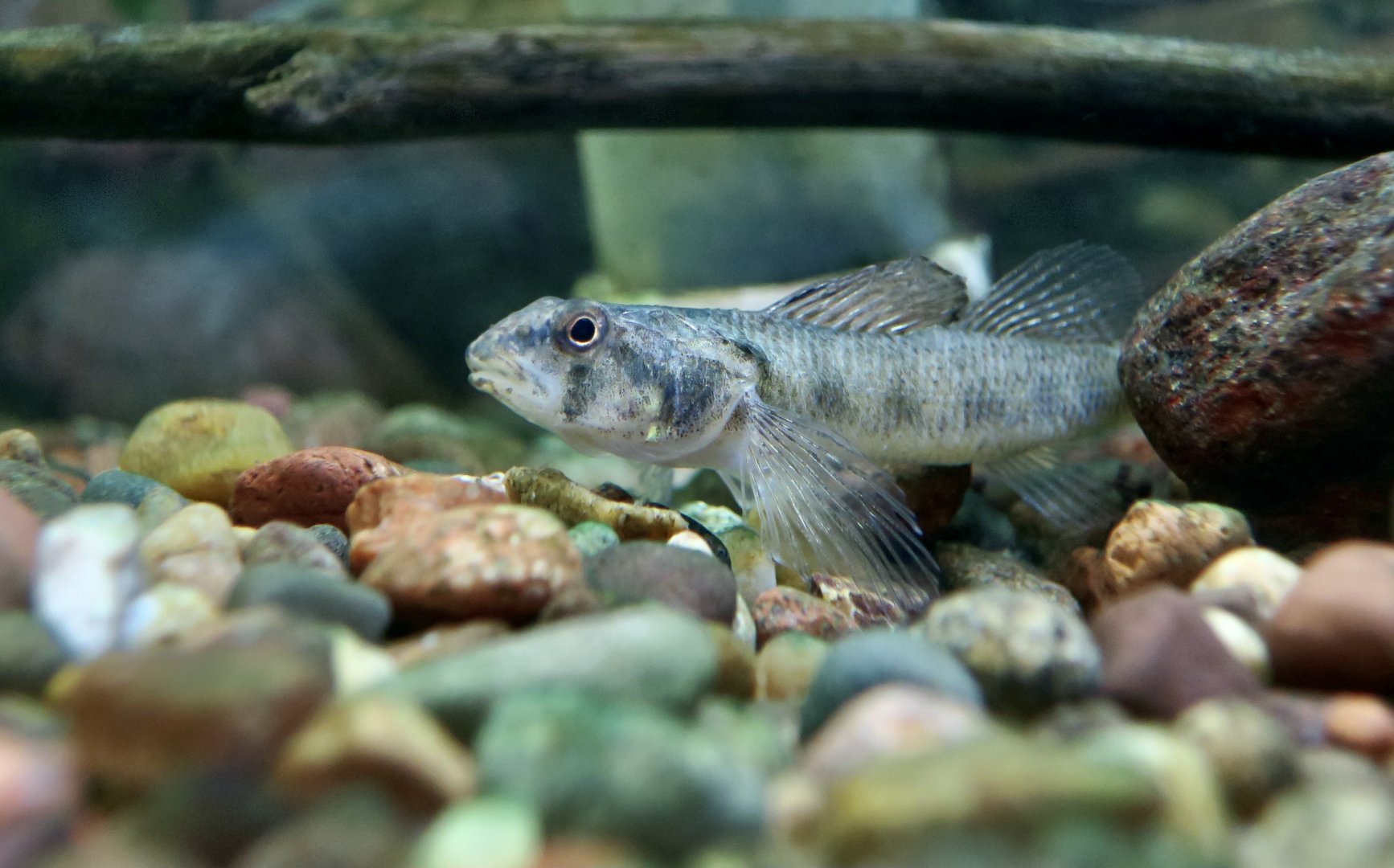 Tessellated Darter (Etheostoma olmstedi) - Cold Spring Harbor Fish Hatchery & Aquarium