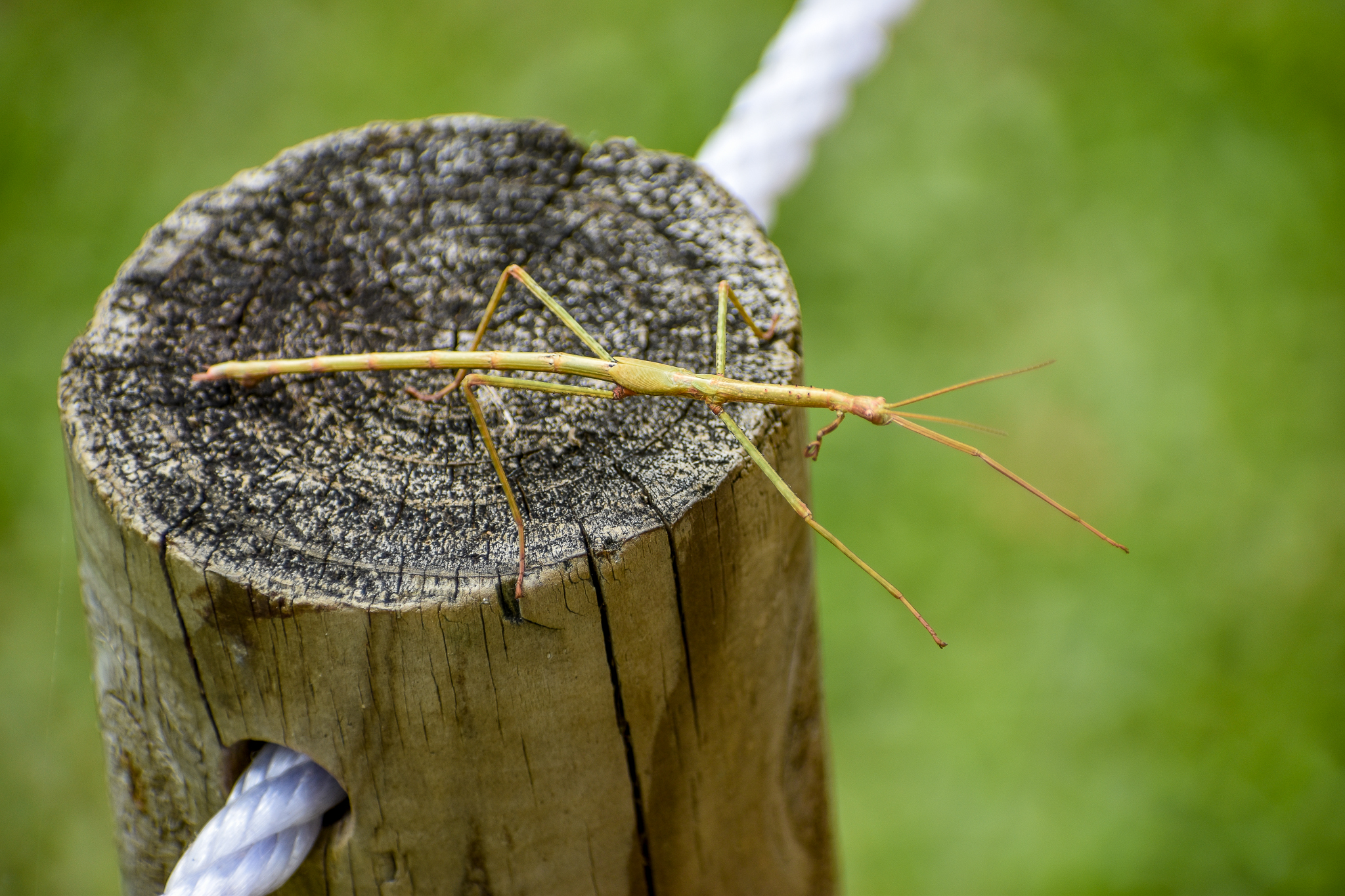 Tessellated Stick Insect (Anchiale austrotessulata)