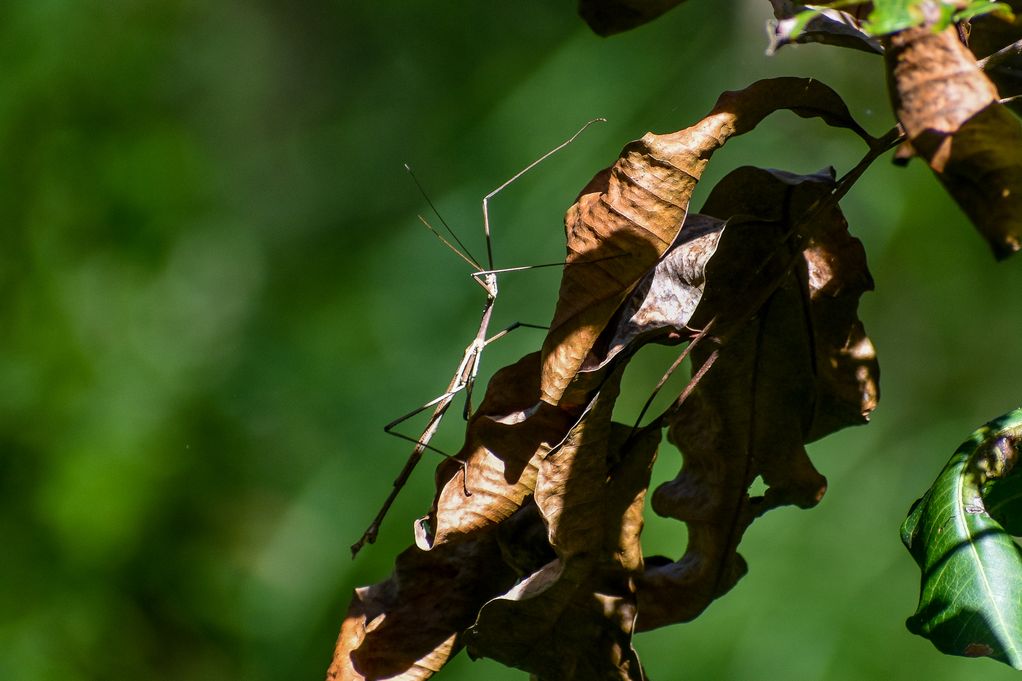 Tessellated Stick Insect (Anchiale austrotessulata)