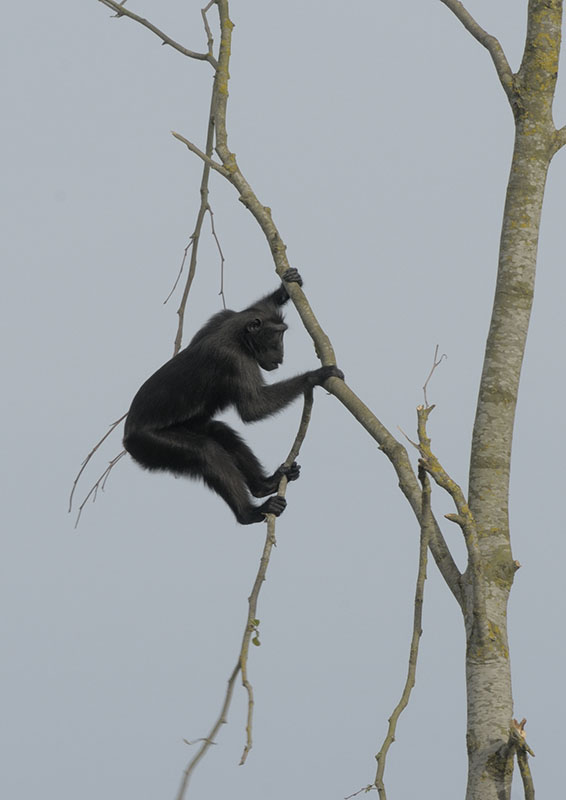 Testing a tree to destruction