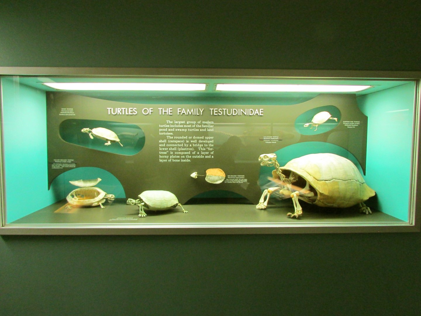 Testudinidae Turtle Skeletons