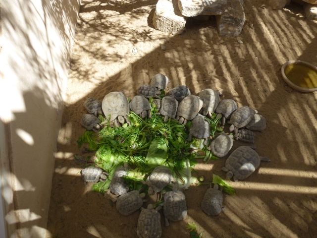 Testudo graeca 25.4.13