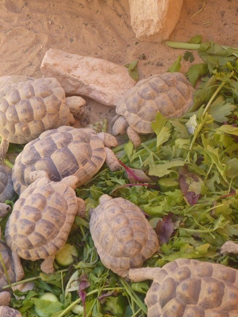 Testudo graeca 25.4.13