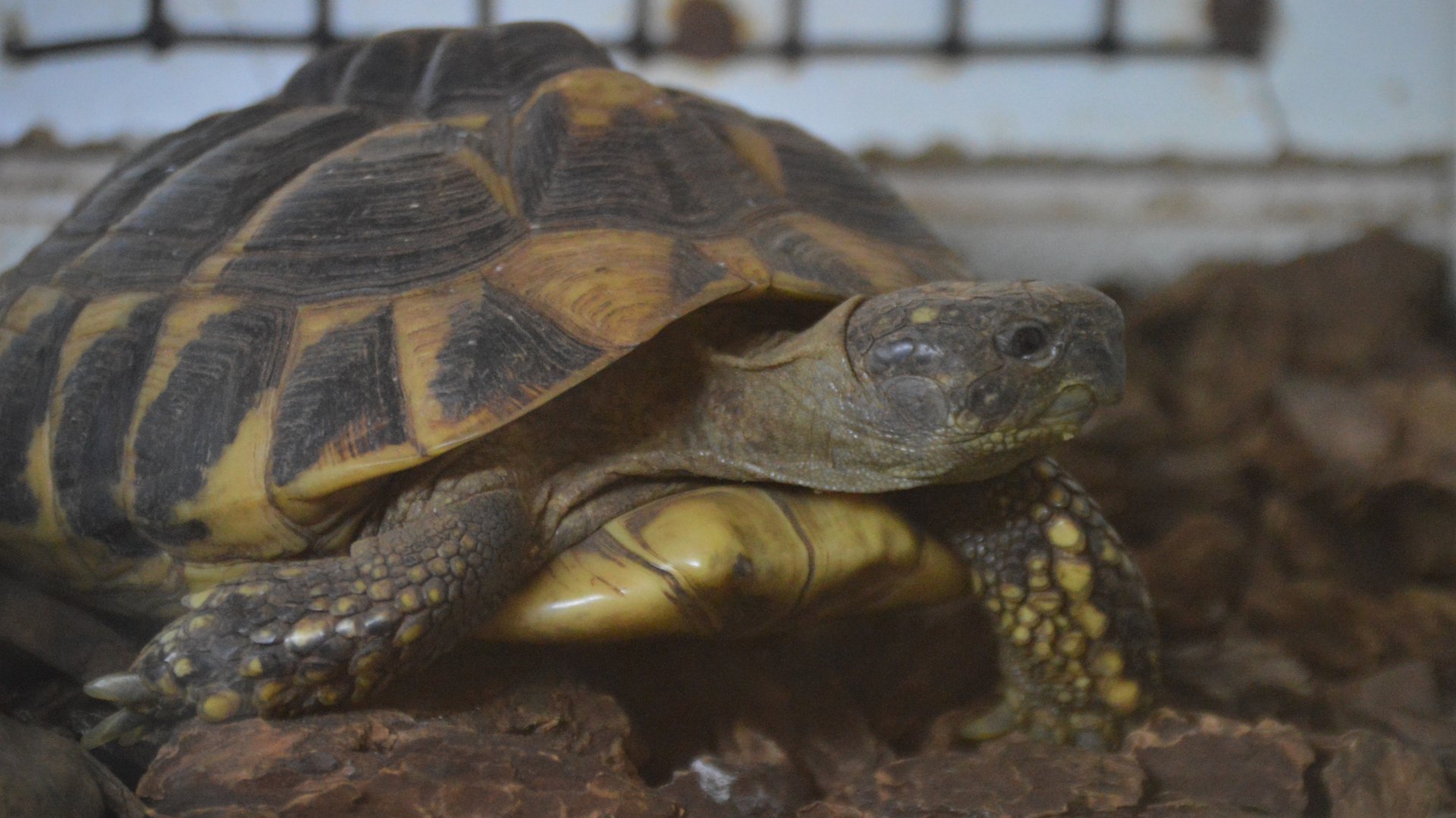 Testudo graeca graeca