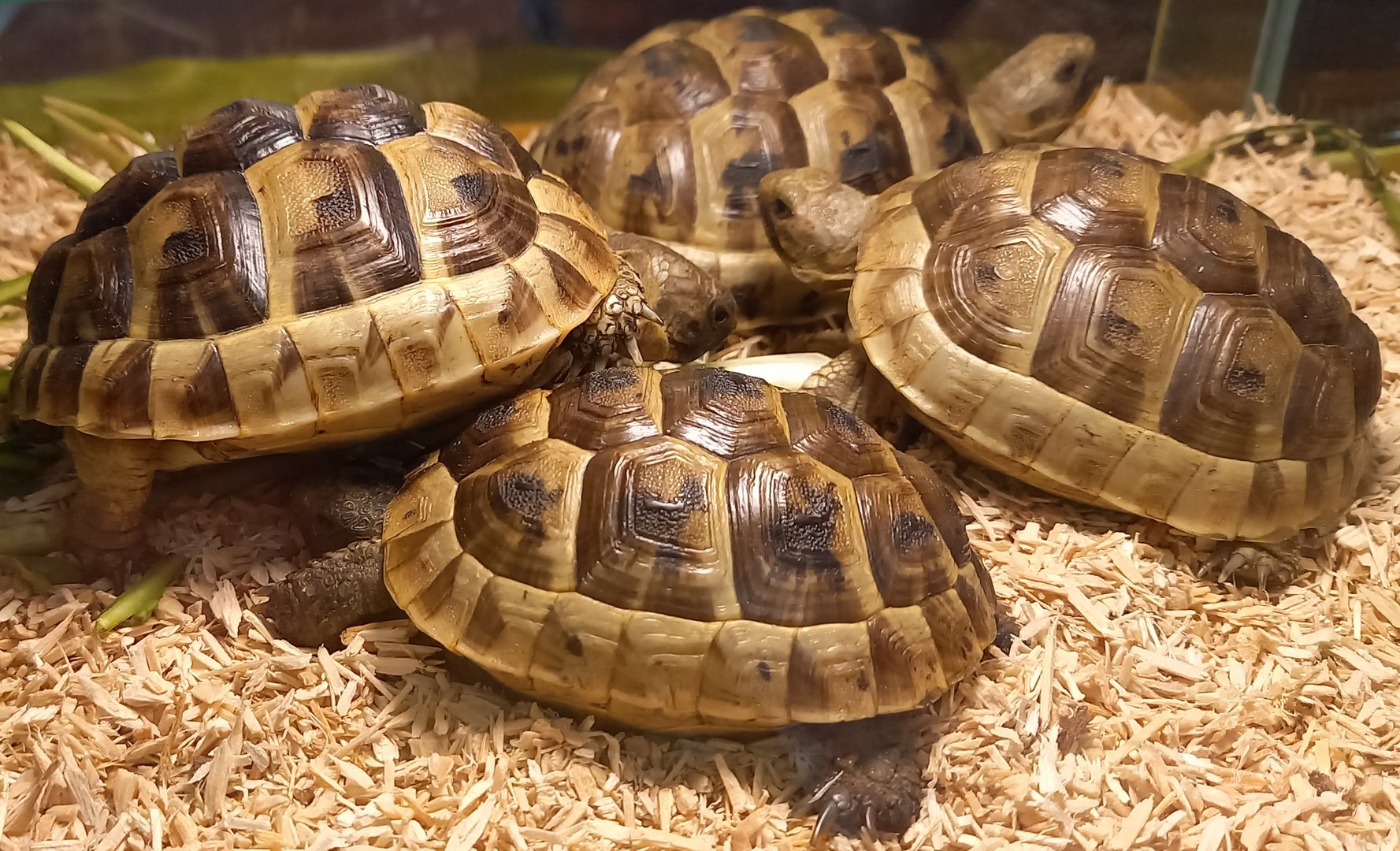 Testudo graeca ibera - juveniles