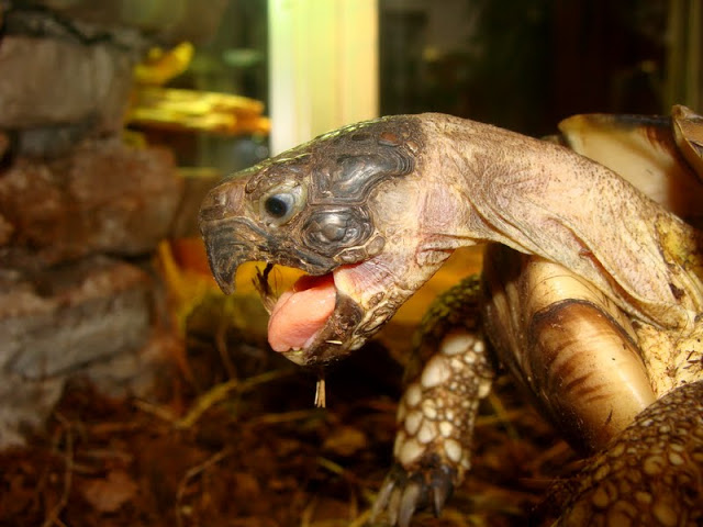 Testudo graeca ibera