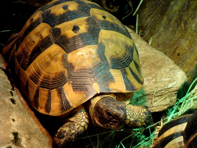 Testudo graeca ibera