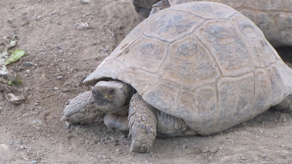 Testudo graeca(tehran zoo)