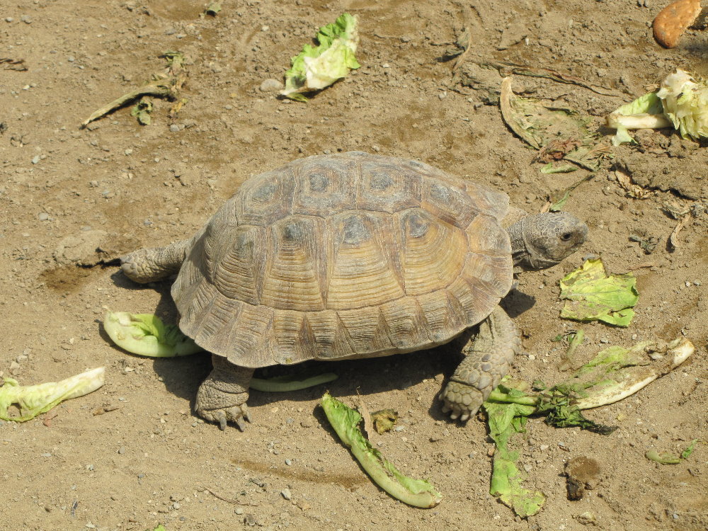 testudo graeca(tehran zoo)