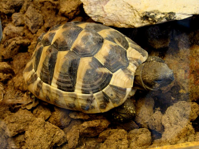Testudo hermanni