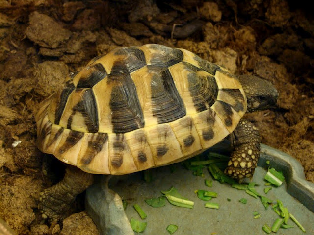 Testudo hermanni