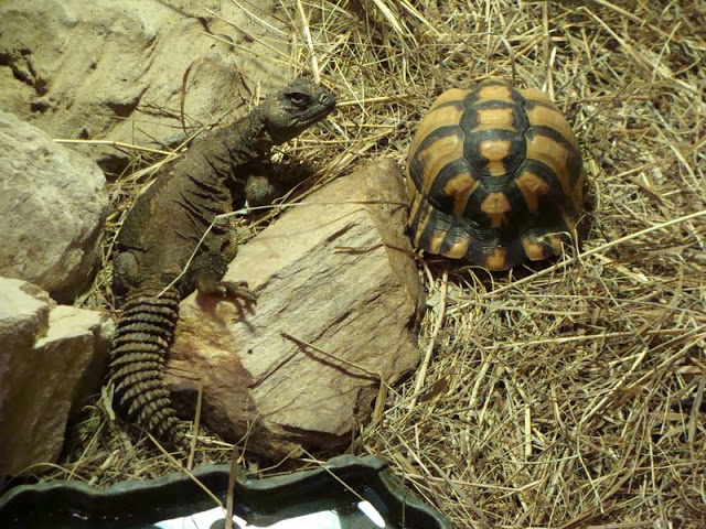 Testudo kleinmanni / Uromastyx acanthinurus