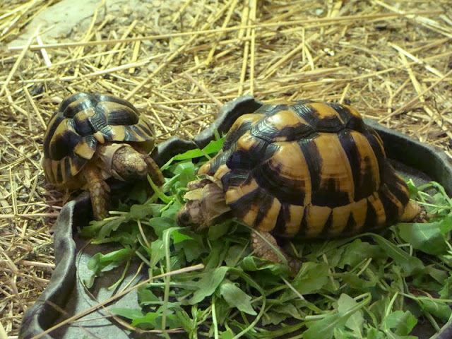 Testudo kleinmanni