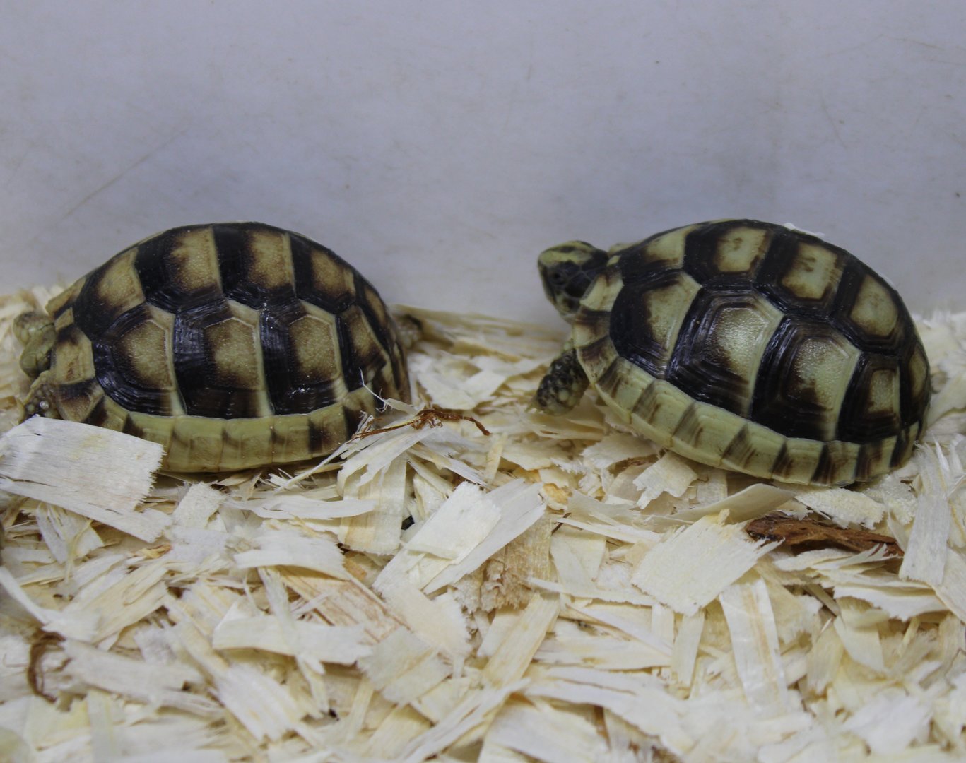 Testudo marginata - juveniles