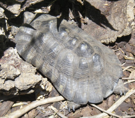 Testudo marginata