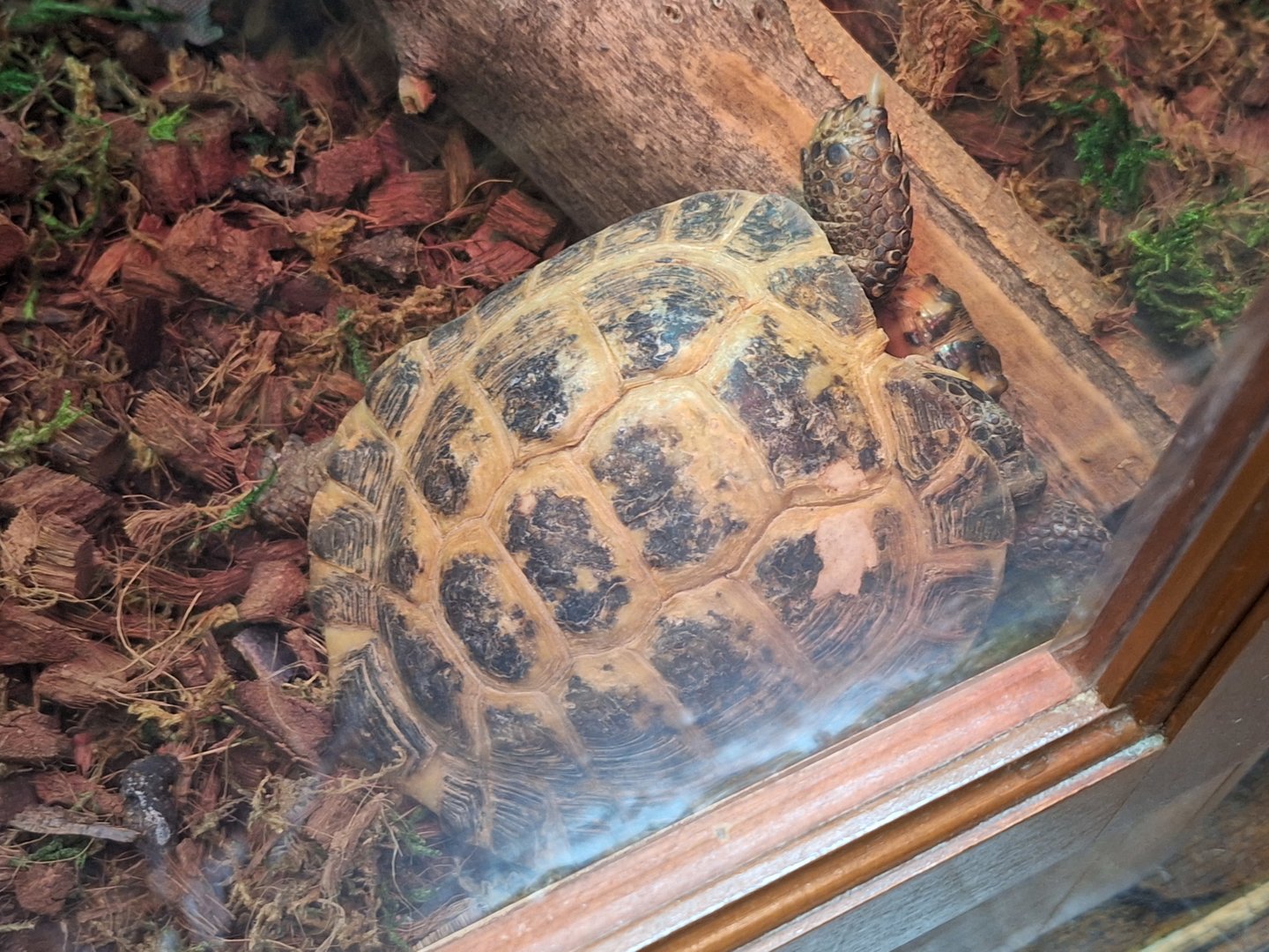 Testudo tortoise ID