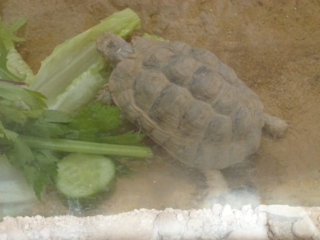 Testudo werneri 25.4.13