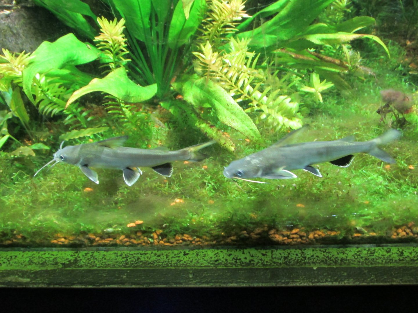 tete sea catfish buin zoo